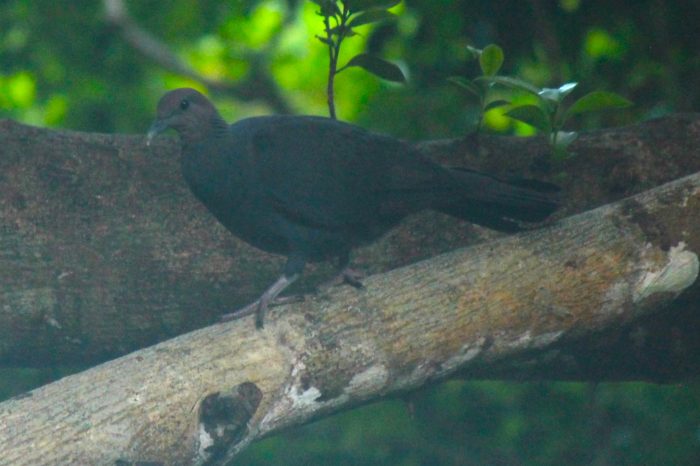 アカガシラカラスバト - 日本の野鳥識別図鑑